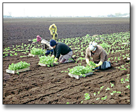 Photo: Agricultural labourers transplanting celery to a field, May 25, 1984