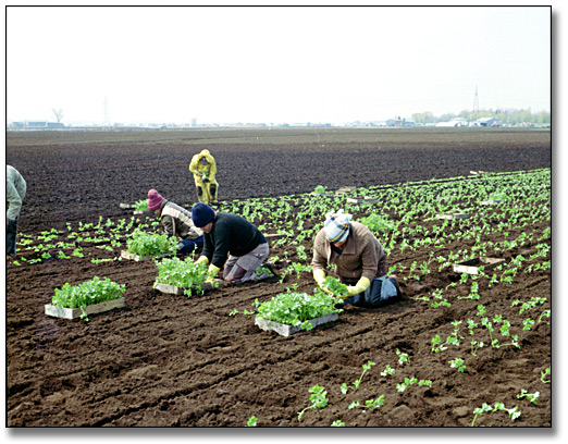 Photo: Agricultural labourers transplanting celery to a field, May 25, 1984