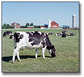 Photo: Cows grazing on a farm, June 22, 1977
