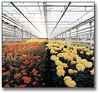 Go to: The Archives of Ontario Celebrates Our Agricultural Past - Photograph of the instide of a greenhouse showing rows of flowers