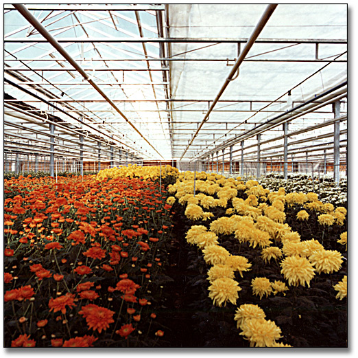 Photographie : Flower greenhouse, 20 octobre 1977
