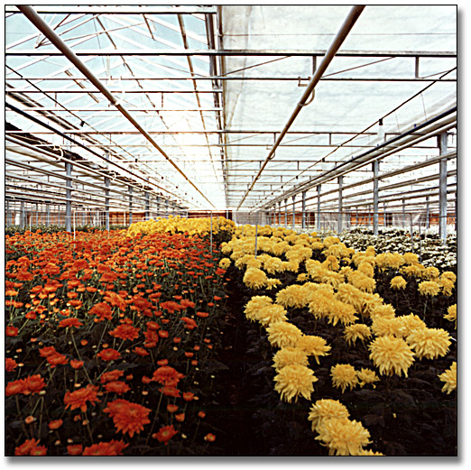 Photo: Flower greenhouse, October 20, 1977