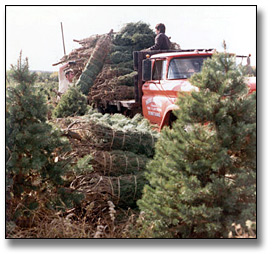 Photo: Loading baled trees on a truck on a Christmas Tree Farm, October 15, 1973