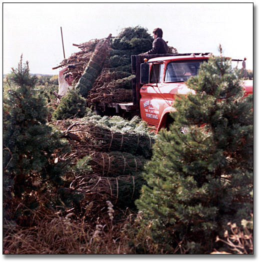 Photo: Loading baled trees on a truck on a Christmas Tree Farm, October 15, 1973