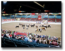 Photo: 4H Queens Guineas Competition at the Royal Agricultural Winter Fair, 1984