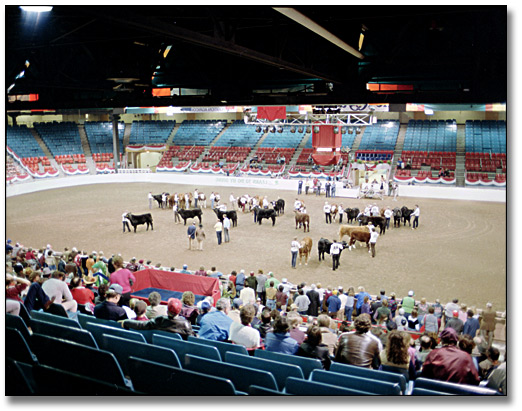 Photo: 4H Queens Guineas Competition at the Royal Agricultural Winter Fair, 1984