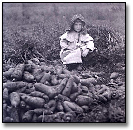 Photo: Girl with carrot harvest, Clarkson, 1910