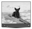 Regardez - Bambi le berger allemand reste pris sur la glace 