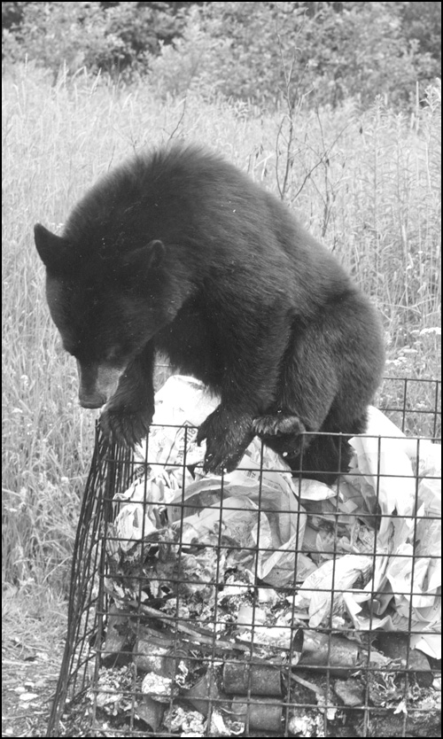 Black bear leaving garbage container, Algonquin Park, July 14, 1963