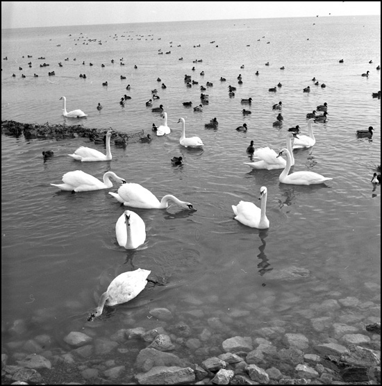 Ducks and swans enjoy a swim (sign of Spring), Port Credit, Ontario, February 1974 