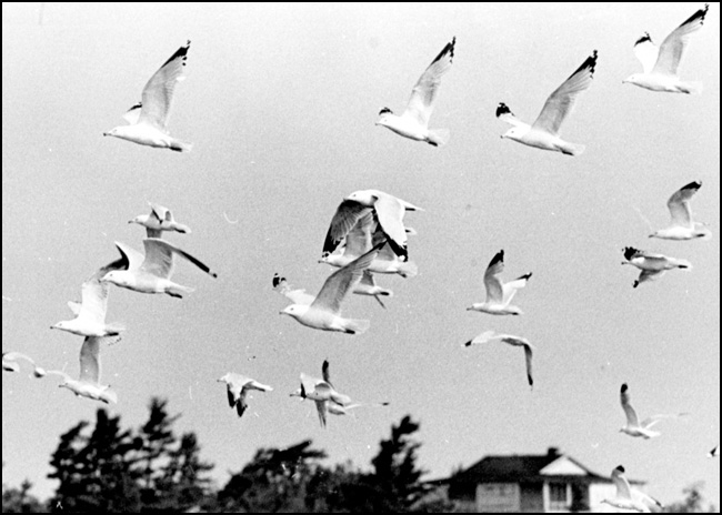 Sea gulls in flight formation, Georgian Bay, July 12, 1973