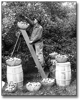 Photographie : Man picking apples in an orchard, 1919