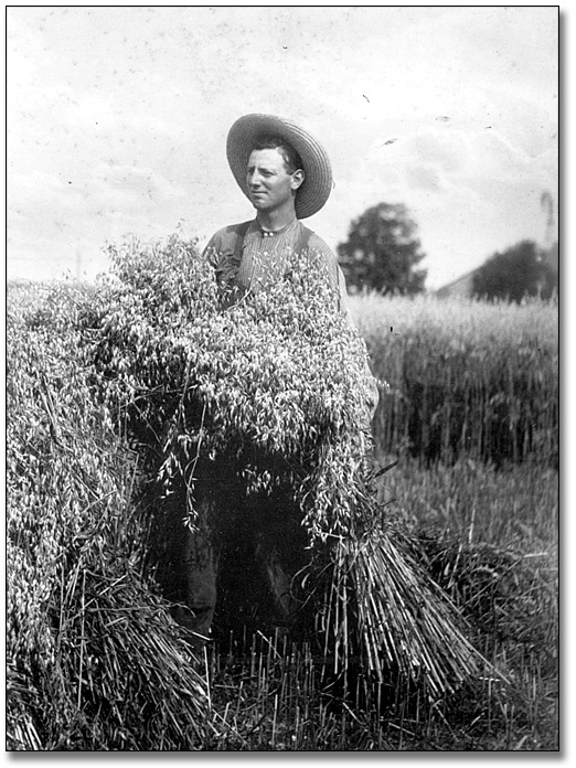 Photographie : William Elsley in field with harvest, [vers 1910]