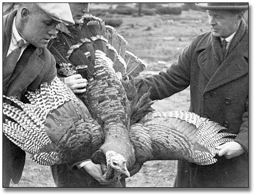 Photo: Under inspection for gobbler approval in Manitoulin, 1926