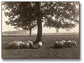 Photographie : Sheep grazing, 1919