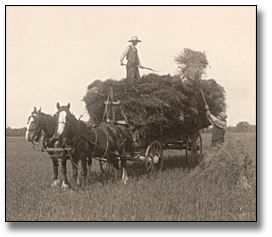 Photographie : Haying, 1917