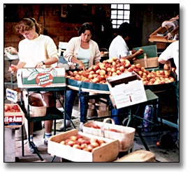 Photographie : Women sorting and grading fresh peaches for sale at market, 19 août 1986