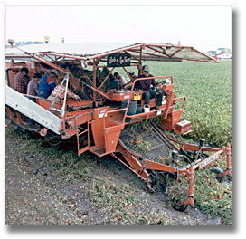 Photographie : Mechanically harvesting tomatoes, Leamington, 10 septembre 1986