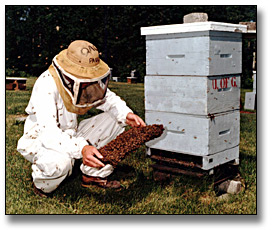 Photographie : Man tending to bees in a hive, University of Guelph, 6 juin 1988