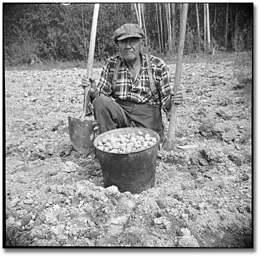 Photographie : William Moore de la réserve de Mattagami dans son champs de pommes de terre, 1958