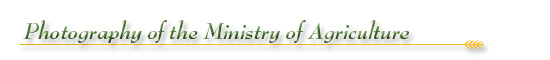 The Archives of Ontario Celebrates Our Agricultural Past: A Collection of Agricultural Images: Photography of the Ministry of Agriculture - Section Banner The Archives of Ontario Celebrates Our Agricultural Past: A Collection of Agricultural Images: Photography of the Ministry of Agriculture - Section Banner