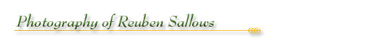 The Archives of Ontario Celebrates Our Agricultural Past: A Collection of Agricultural Images: Photography of Reuben Sallows - Section Banner The Archives of Ontario Celebrates Our Agricultural Past: A Collection of Agricultural Images: Photography of Reuben Sallows - Section Banner