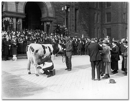 Photo: The Honourable Manning Doherty milking a cow in front of the Ontario Legislature, Toronto milk campaign, 1921