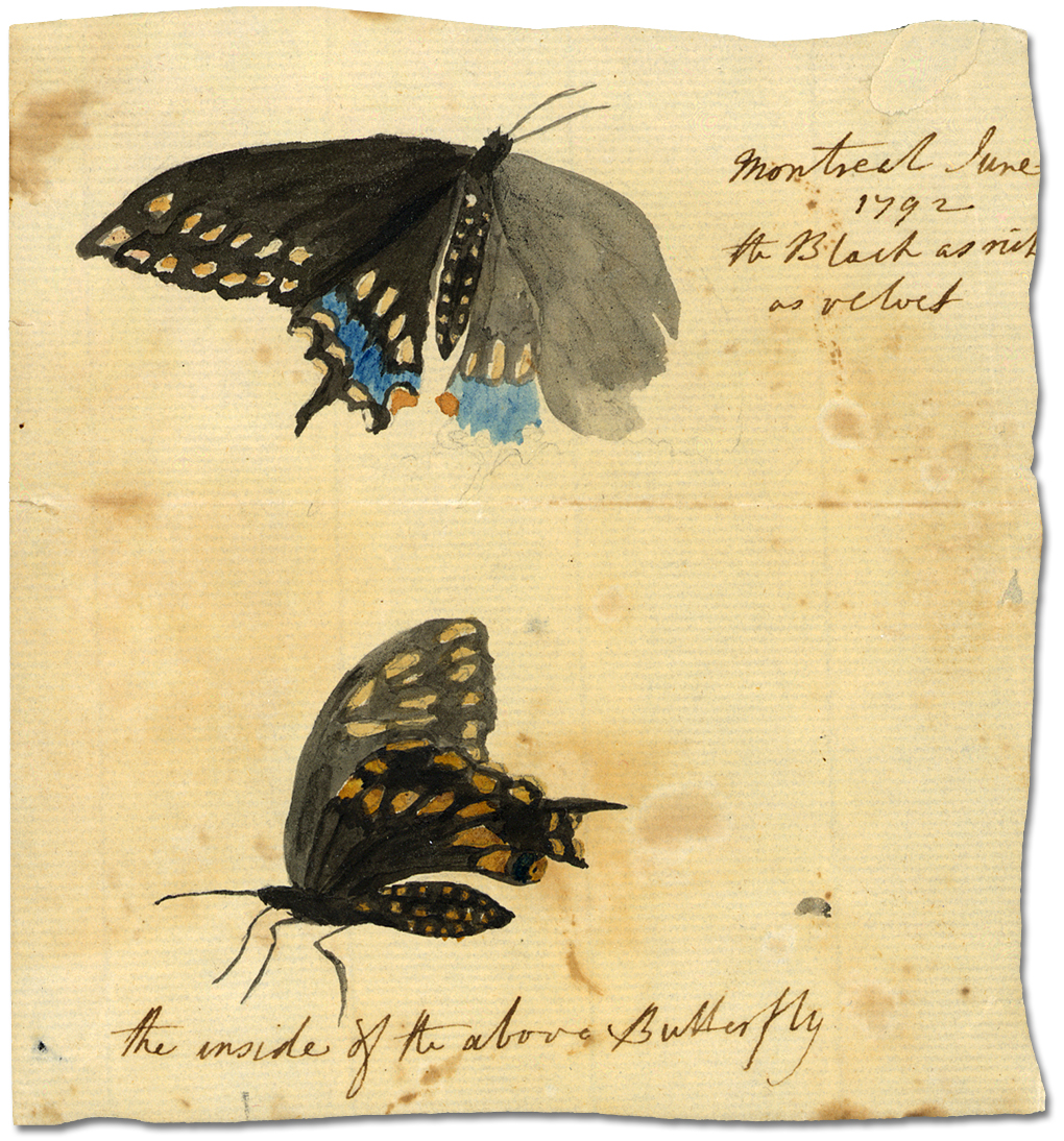 Watercolour: Montreal, June 1792 [the Black as rich as velvet; the inside of the above butterfly]