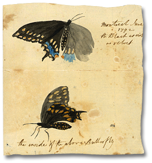 Watercolour: Montreal, June 1792 [the Black as rich as velvet; the inside of the above butterfly], (detail)