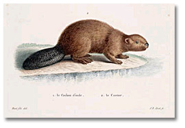  Gravure coluleur : Le Cochon d'inde, le Castor, 1745-1811 ?