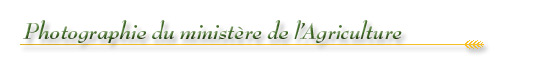Les Archives publiques de l’Ontario célèbrent notre histoire agricole : Photographie du ministère de l’Agriculture - bannière Les Archives publiques de l’Ontario célèbrent notre histoire agricole : Photographie du ministère de l’Agriculture - bannière