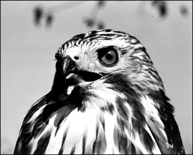 Broad-winged hawk, [ca. 1970s] 