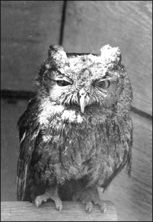 “I’m Ready for My Picture!”, Owl, [189-]