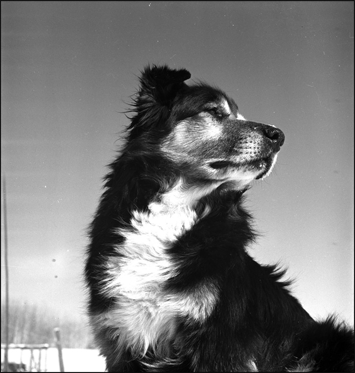 Trapper’s dog, Lake Panache, Ontario, March 1948