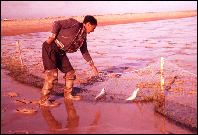 Phillip Mathew of Fort Severn removing whitefish from a gillnet in the estuary of the Severn River