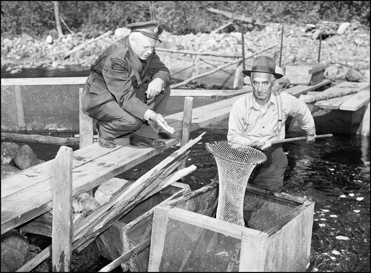 Removal of lampreys from weir, Thessalon
