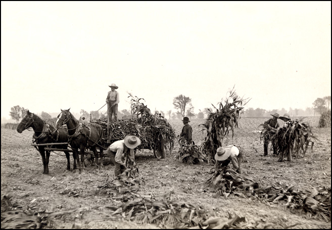 Harvesting corn, 1908