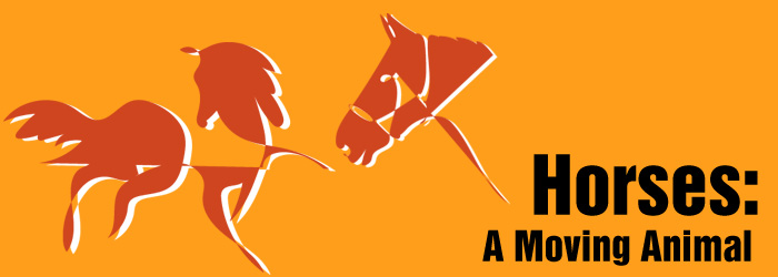 Horses: A Moving Animal banner